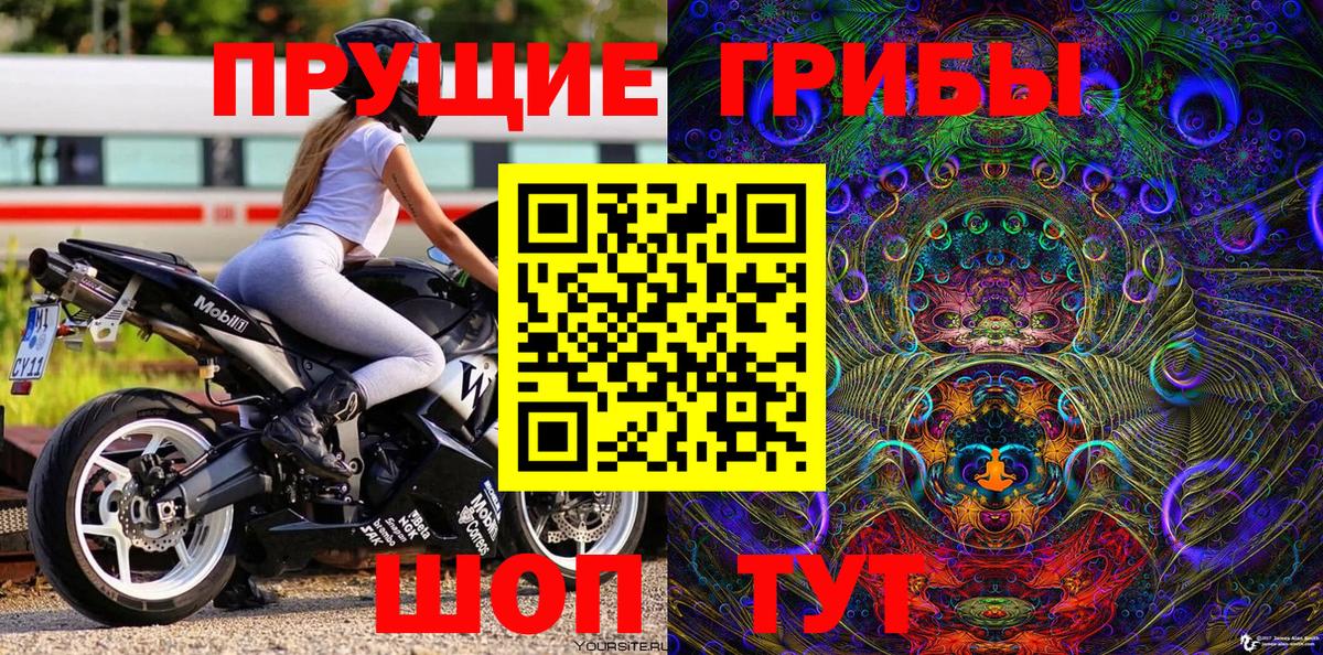 Псилоцибиновые грибы Psilocybe Кирово-Чепецк